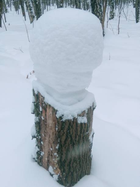 istock stump in the snowy forest 1125362568