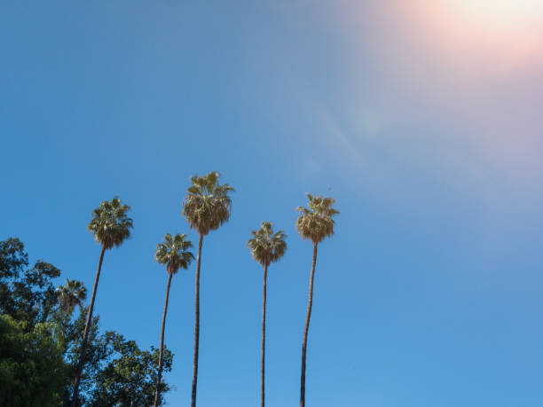 istock Palm trees against blue sky and sunlight 1125362630