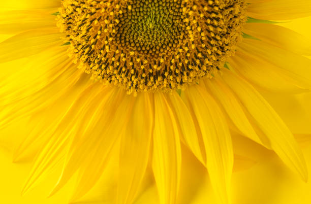 girassol - macro close up sunflower france - fotografias e filmes do acervo