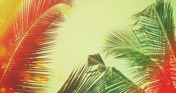 istock Coconut palm tree under blue sky. Vintage background with bokeh and flares. 1125366493