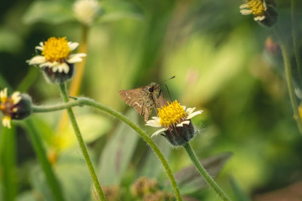 istock Brown Skipper butterfly pollinating flower 1125367444