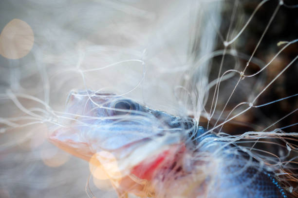 istock Fish caught in a fishing net 1125369536