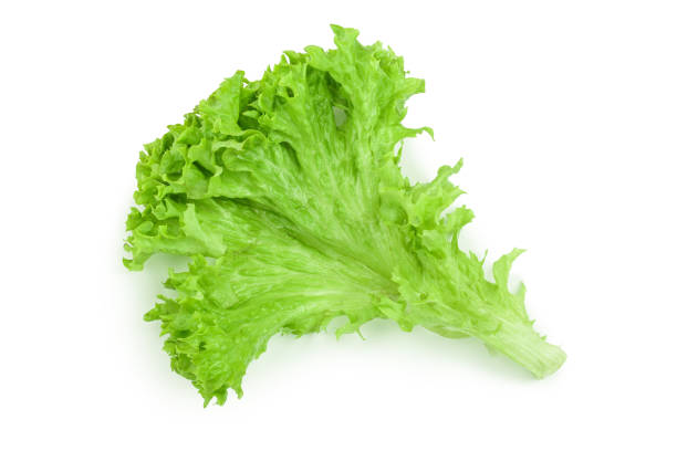 istock Lettuce leaf isolated on white background close up 1125371632
