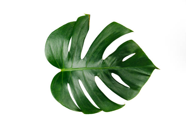 istock Monstera green leaf isolated on white background with clipping path for summer and spring design element. 1125372726