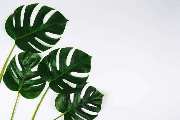 istock Monstera green leaf isolated on white background in flat lay style and top view. 1125372750