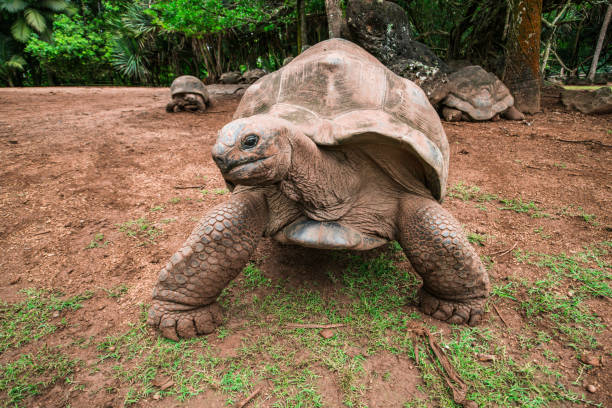 istock Giant Seychelles turtles in Mauritius 1125372999