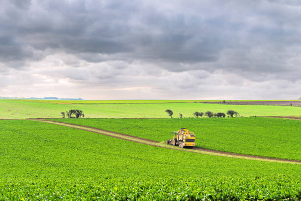 フランスの北でビートの収穫 - beet sugar tractor field ストックフォトと画像