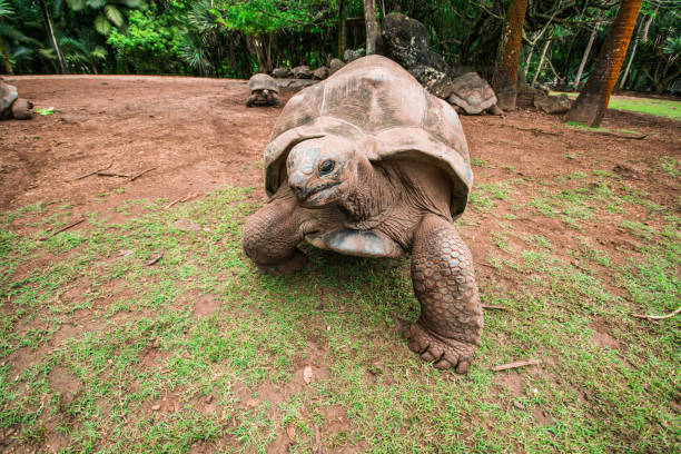 istock Giant Seychelles turtles in Mauritius 1125373142