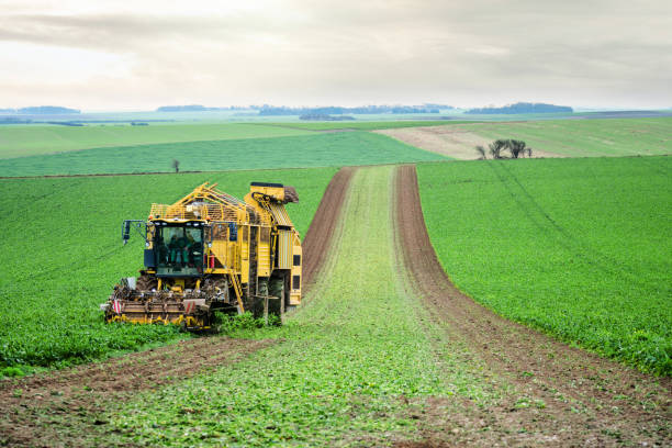 récolte de betteraves dans le nord de la france - beet sugar tractor field photos et images de collection