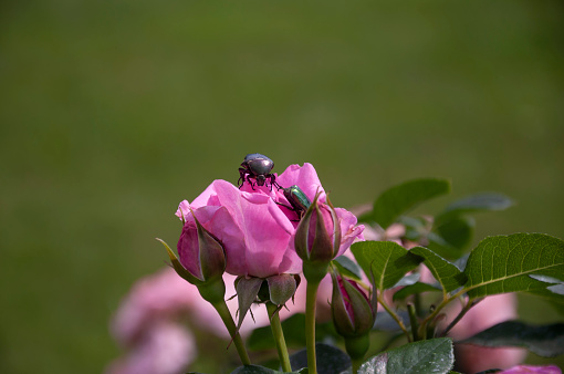 closeup of harmful insects on pink roses at garden with copy space