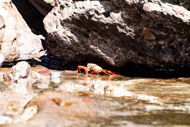 istock Sally lightfoot crab on a rocky ledge at low tide 1125377419