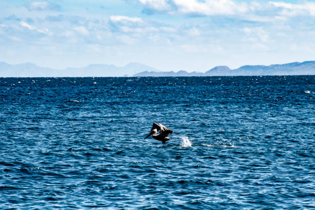 istock Brown pelican flying low over a choppy sea 1125377618