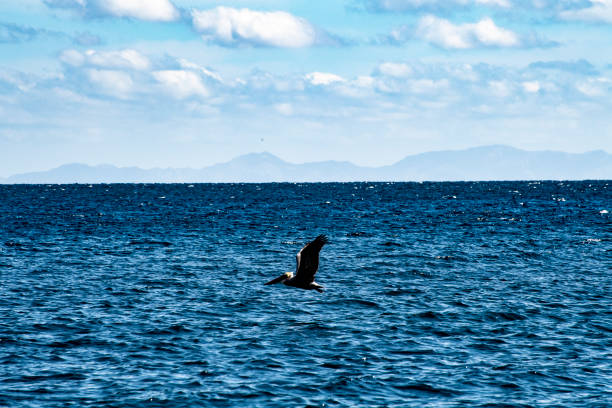 istock Brown pelican flying low over a choppy sea 1125377624