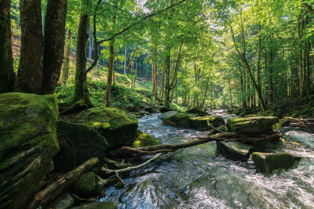 stream unter den felsen in den tiefen wald - flowing water stream moss river stock-fotos und bilder