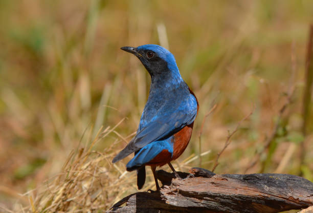 Chestnut-bellied Rockthrush, Beautiful bird in Thailand.