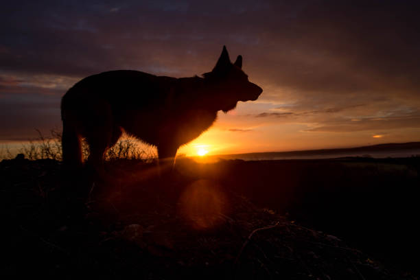 istock German Shepherd Dog on beach at sunset 1125378692