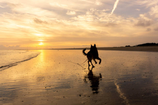 istock German Shepherd Dog on beach at sunset 1125378798