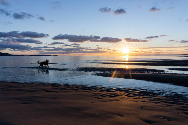German Shepherd Dog on beach at sunset in silhouette