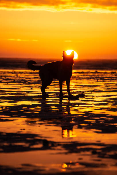 istock German Shepherd Dog on beach at sunset 1125378875