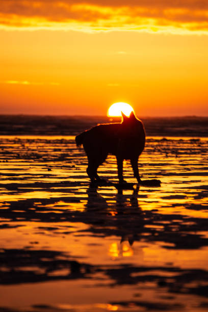 istock German Shepherd Dog on beach at sunset 1125378877