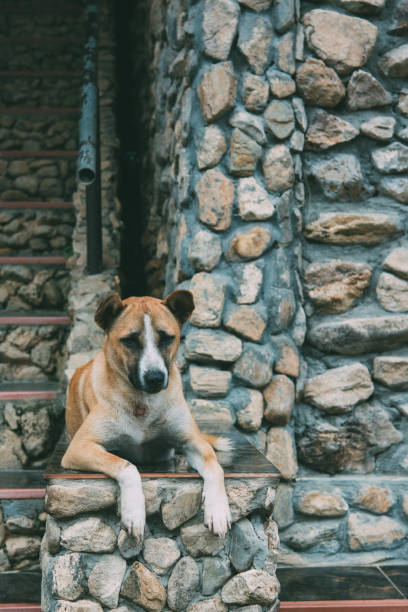 istock The dog guards the house 1125379606