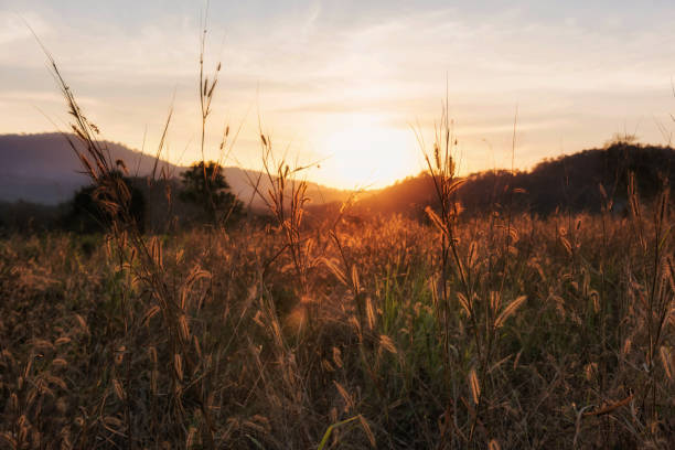 istock grass flower or palea at sunset 1125380527