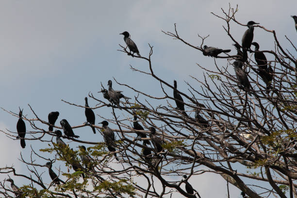 istock Flock of Birds 1125380599
