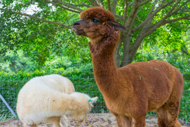 istock brown and white llama, both in a farm field. 1125381176