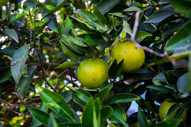 istock Oranges hang on the tree but still green and not sweet. 1125381462