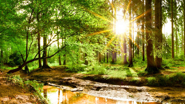 istock Sunrise in a forest with brook 1125382808