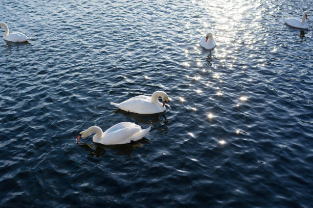 istock Two White Swans River Sunset Swan 1125383178