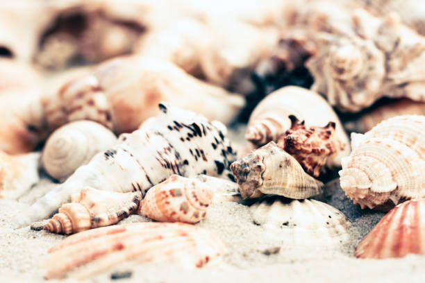 istock Seashells on the sand, summer beach background with copy space for text. 1125383849