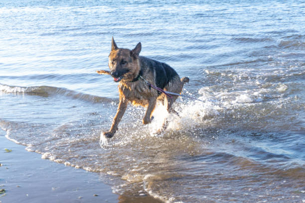 istock German Shepherd running on beach and sea with a stick 1125385091