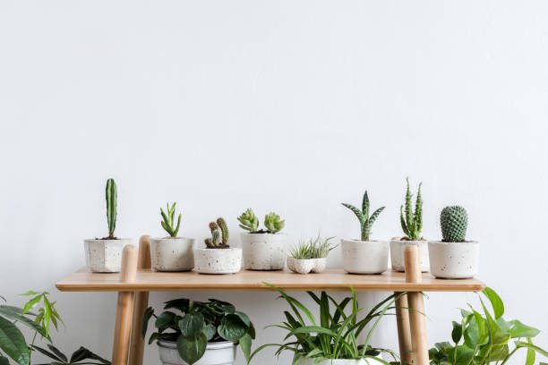 Photo of Scandinavian room interior with plants, cacti and succulents composition in design and hipster pots on the brown shelf. White walls. Modern and floral concept of home garden. Nature love.