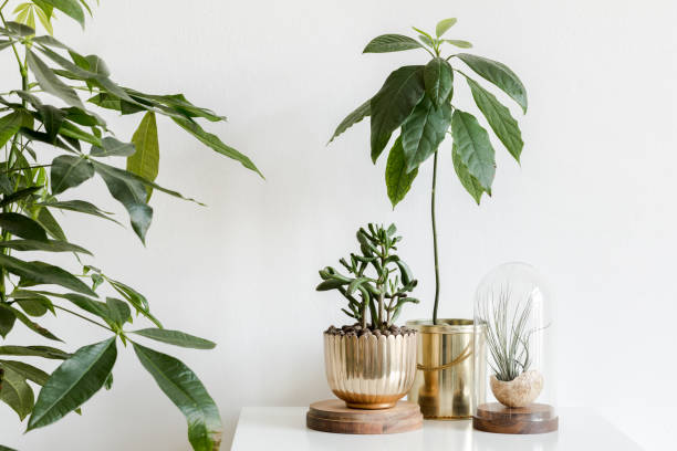 istock Scandinavian and minimalistic interior room with plants composition in different pots on the white shelf. White walls. Modern and floral concept. 1125385889