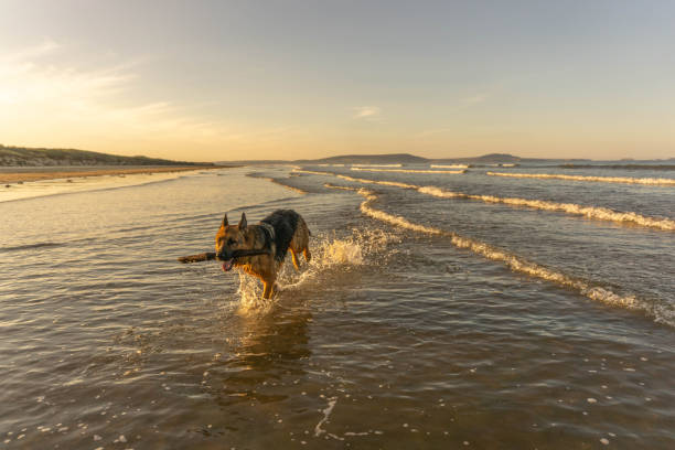 istock German Shepherd Dog running through sea  on beach at sunset 1125386204