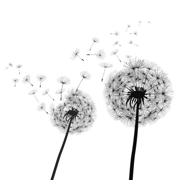 istock Abstract black dandelion, dandelion with flying seeds illustration - stock vector 1125389446