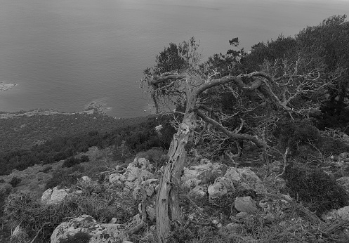 Beautiful monochromatic view of a tree and the Mediterranean Sea in the distance as seen from Aphrodite hiking trail in Akamas peninsula, Cyprus