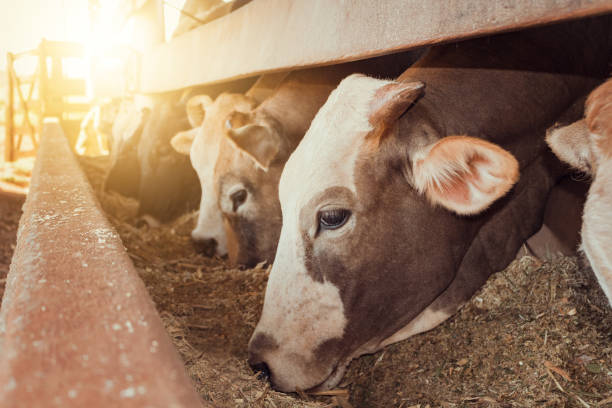 bovini in stato di confinamento in azienda in brasile - four legged foto e immagini stock