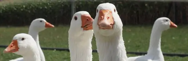 Photo of Portrait of a wise house goose