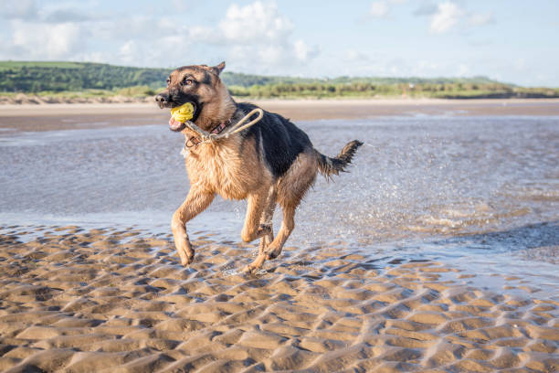 German Shepherd playing with ball on beach and in sea