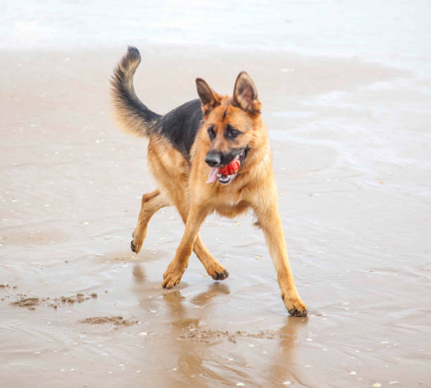 istock German Shepherd playing with ball on beach and in sea 1125392097