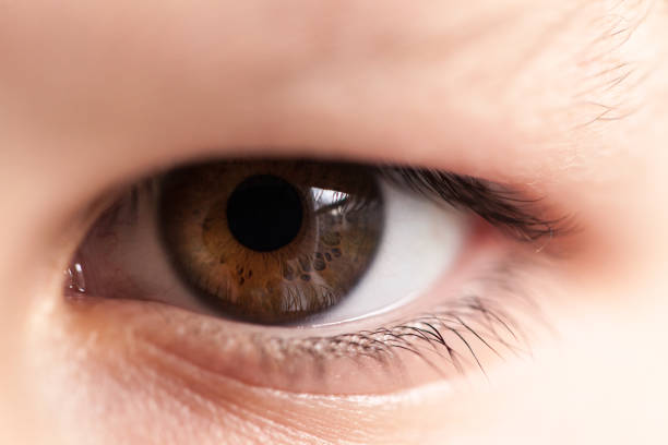 istock Brown eye & beautiful iris details including variation of colors 1125392418