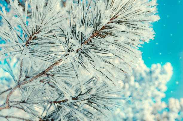 istock Frozen covered with snow and frost tree branch. 1125393558