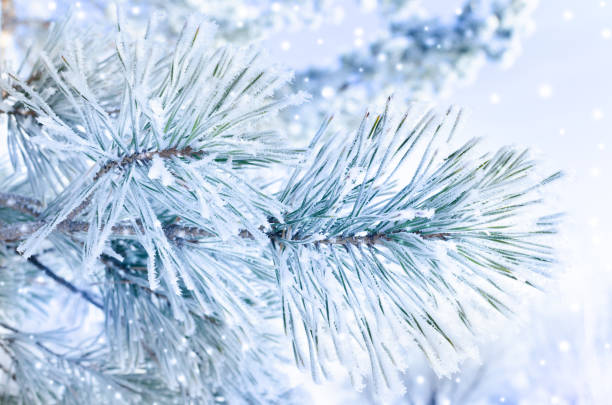 istock Frozen covered with snow and frost tree branch. 1125393559
