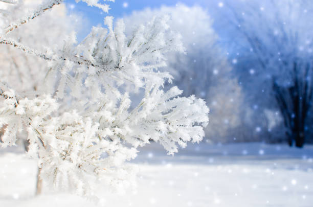 istock Frozen covered with snow and frost tree branch. 1125393564