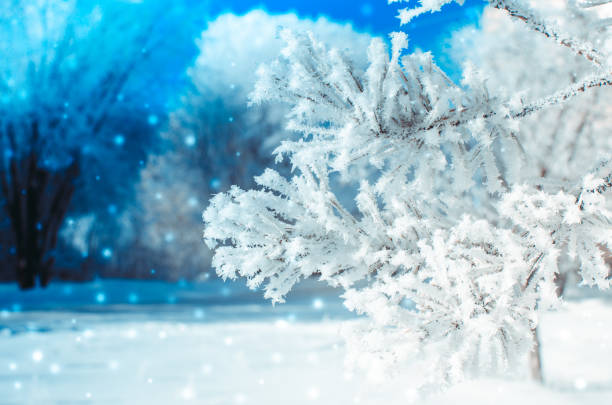 istock Frozen covered with snow and frost tree branch. 1125393565
