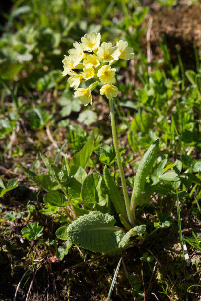 istock True oxlip (Primula elatior) - Champery, Switzerland 1125394195