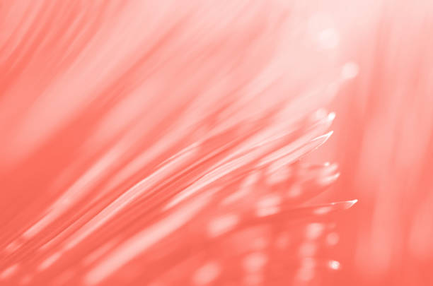 2019 년 햇빛 정글 귀여운 써니 열 대 여름 배경 꽃 자연 패턴 복사 공간의 팜 트리 천년 핑크 파스텔 생활 산호 얘기 최신 유행 색상 - coral pink abstract paint 뉴스 사진 이미지
