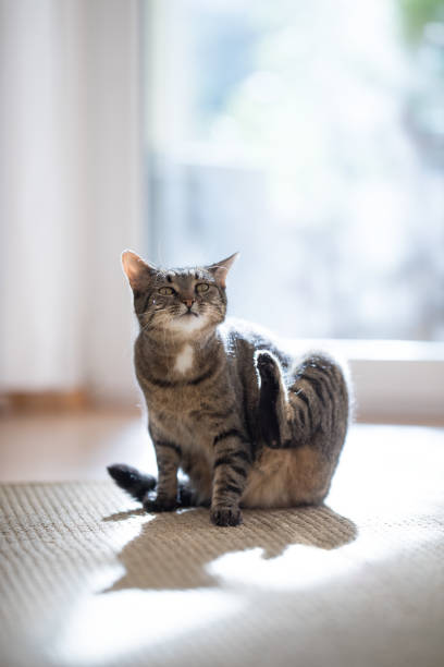 istock cat scratching itself on sisal carpet in front of window 1125395252